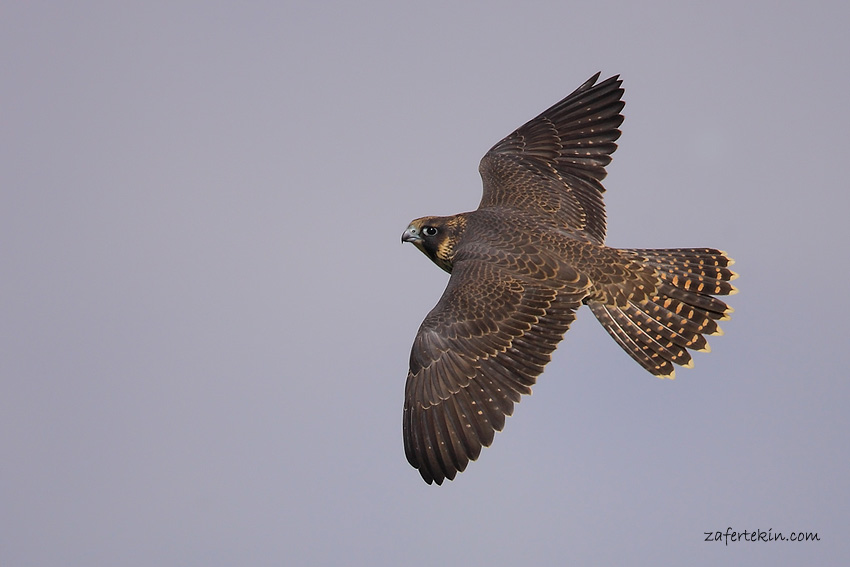 Gökdoğan/
Peregrine falcon / Falco peregrinus